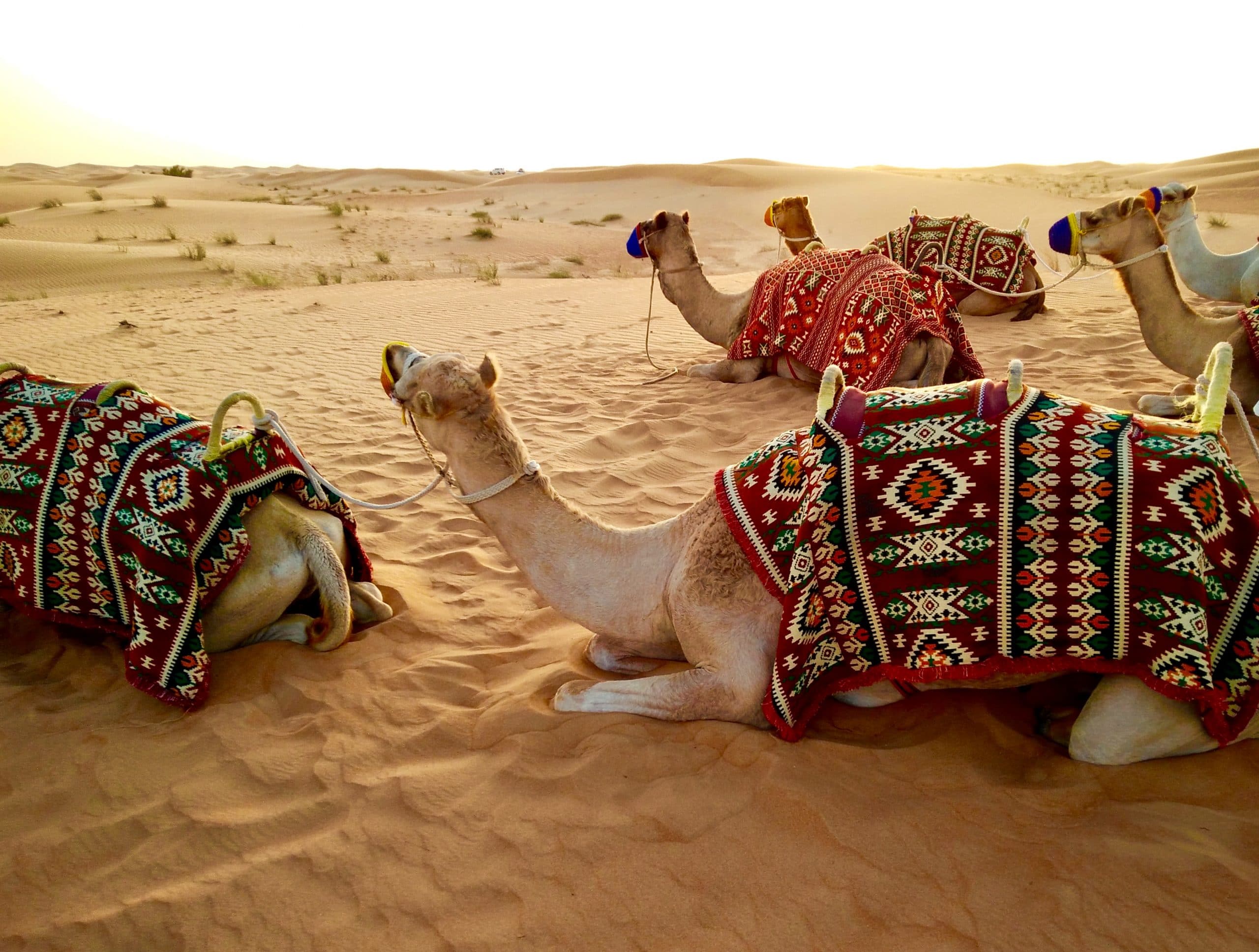Wüstensafari in Dubai Touren und Angebote Kamelritt